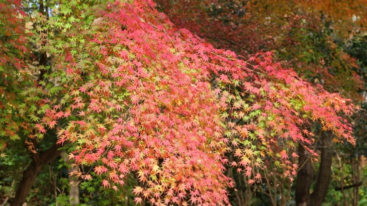 浜松城公園 12月中旬 けんちゃん さんのblog