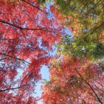 森林公園の紅葉（12月初旬）