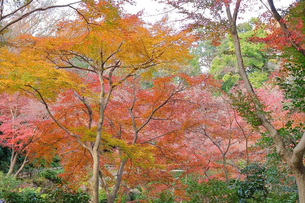 浜松城公園 日本庭園の紅葉