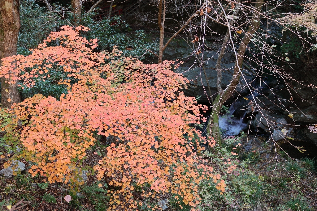 白倉峡の紅葉