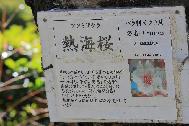 熱海桜の説明プレート