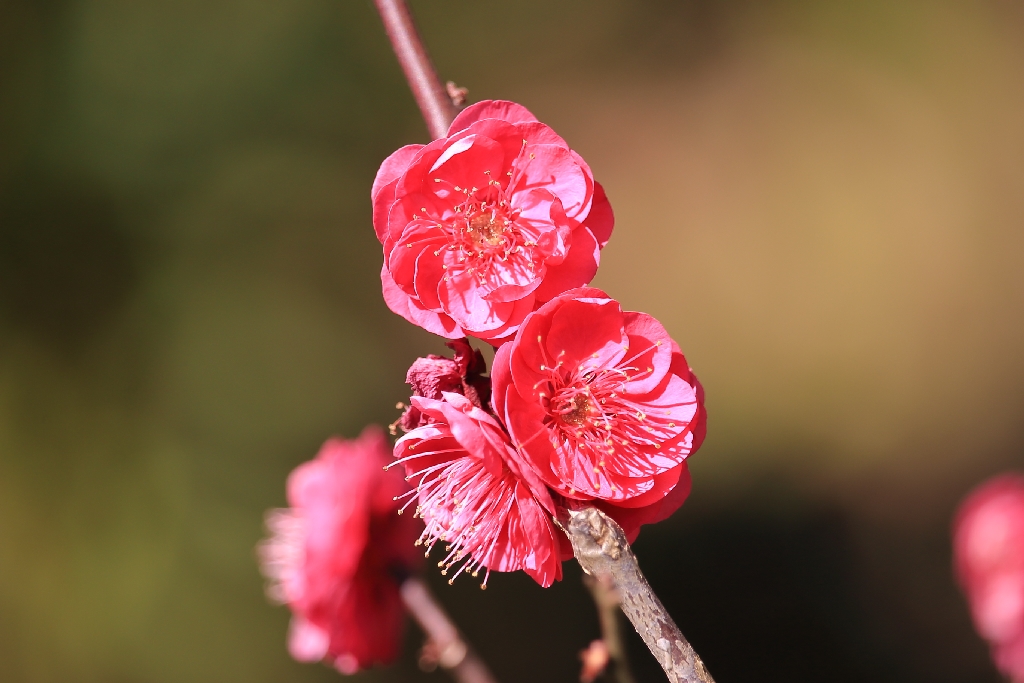 紅梅の花