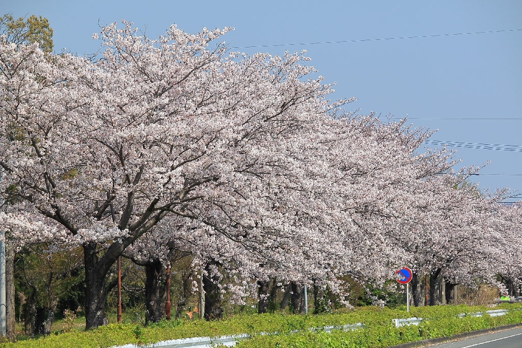 都田テクノロードの桜並木
