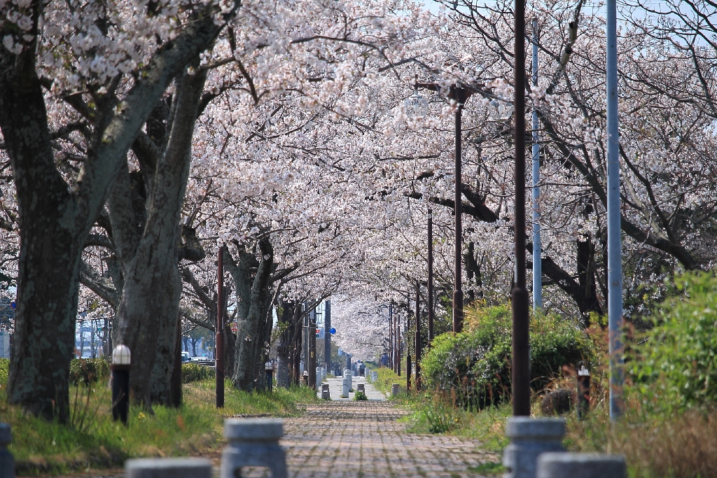 都田テクノロードの桜並木