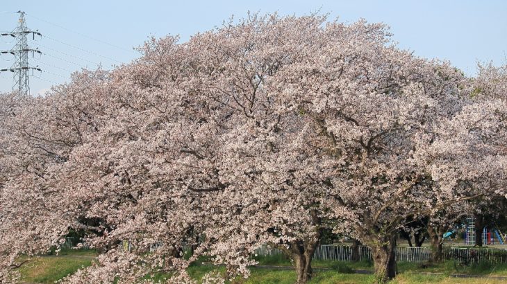 桜（馬込川）