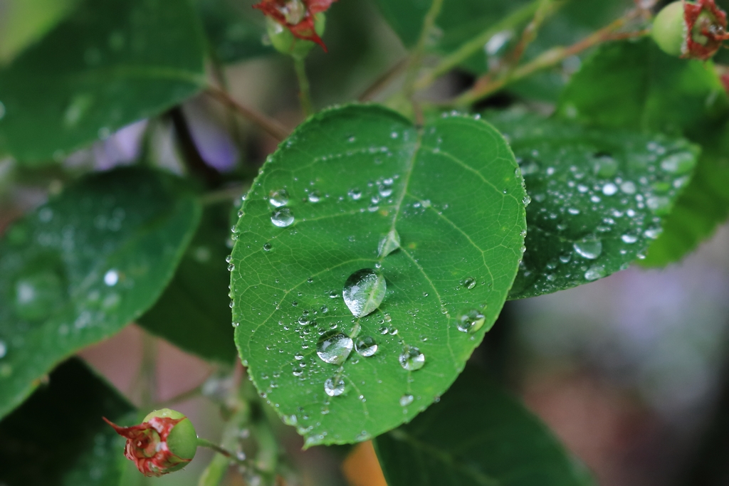 ジューンベリーの葉につく雨滴