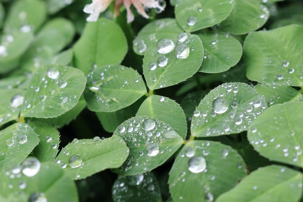 クローバーの葉につく雨滴