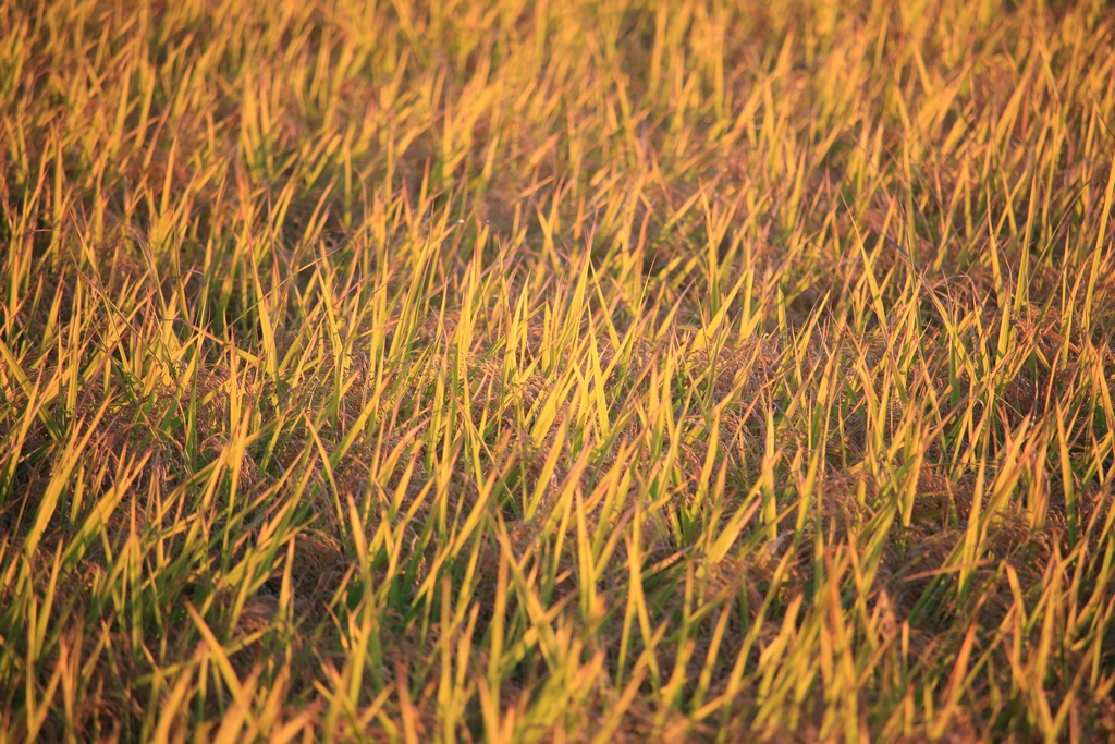 夕日に染まる稲