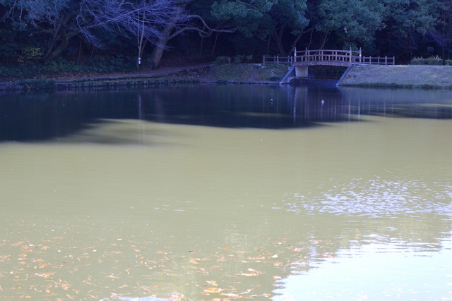四ツ池公園の一の池