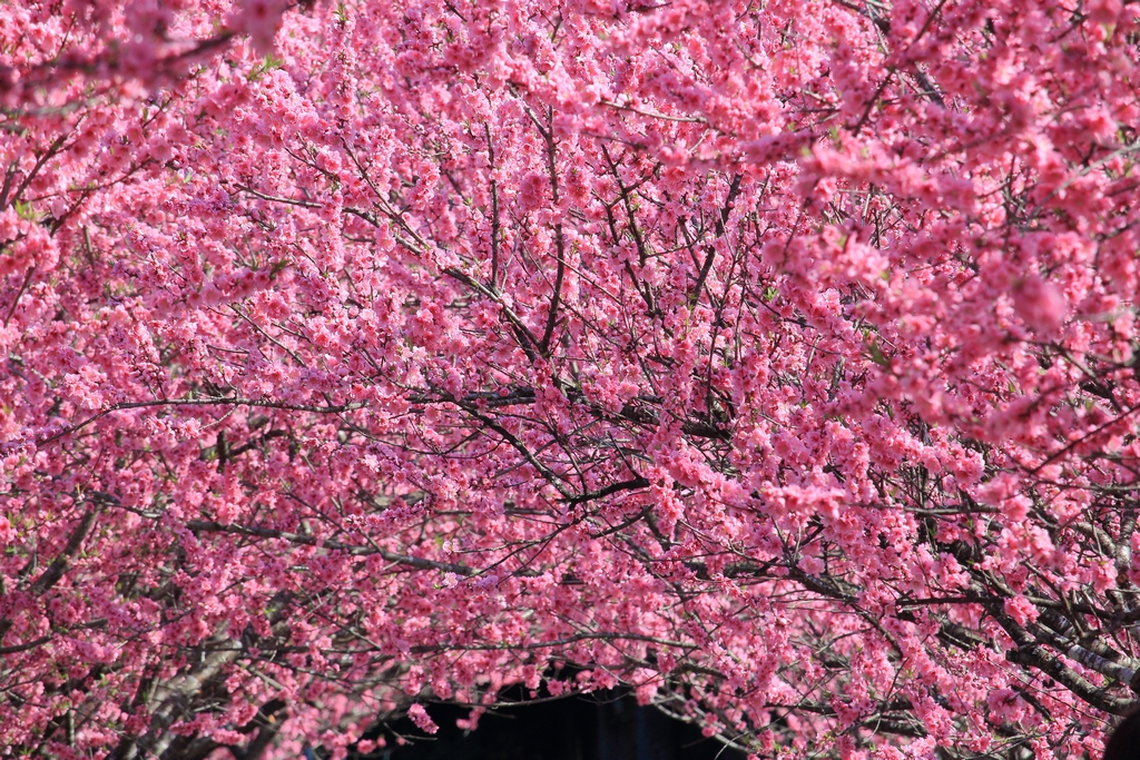花桃のトンネル