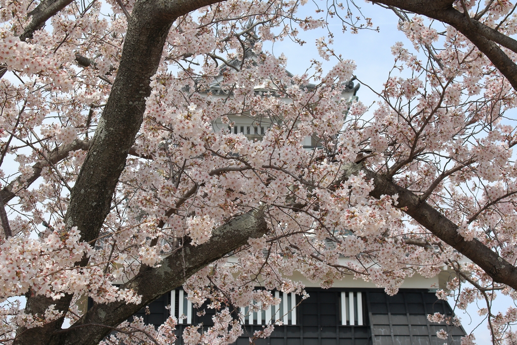 浜松城と桜