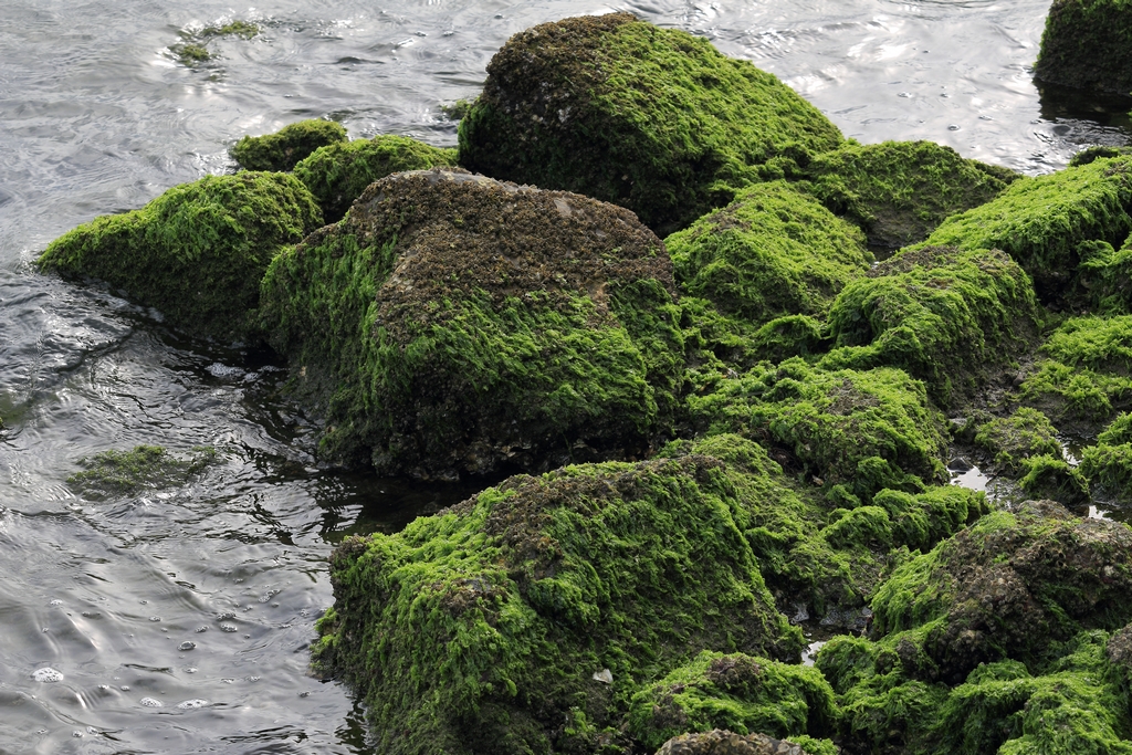 岩藻