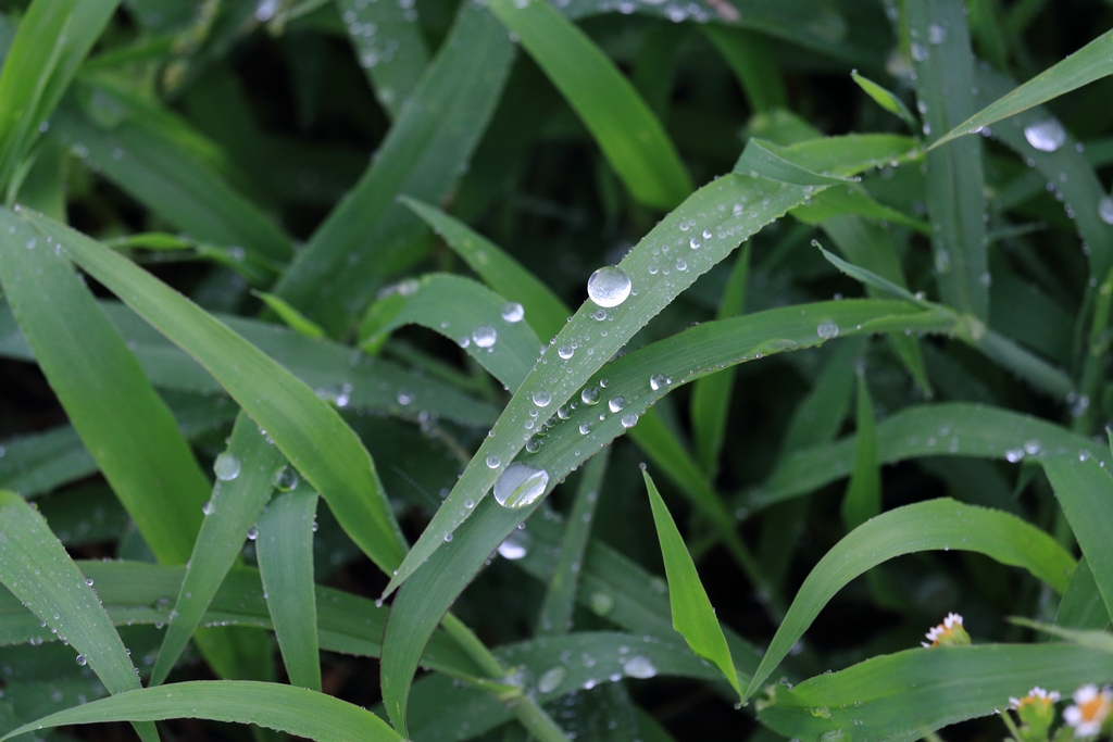 雨の日の草