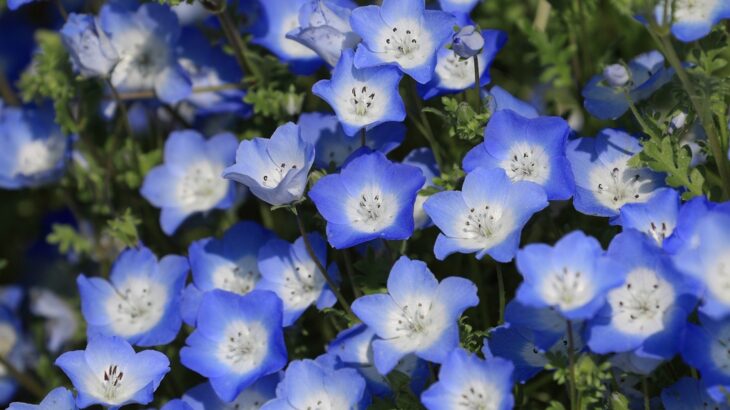 浜名湖ガーデンパーク けんちゃん さんのblog