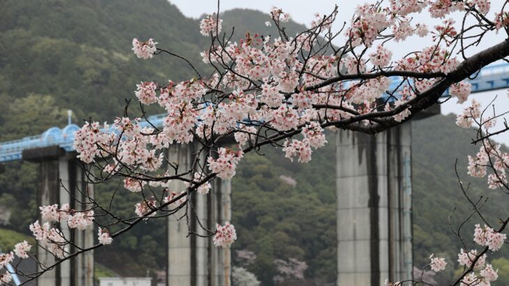 船明ダムと桜