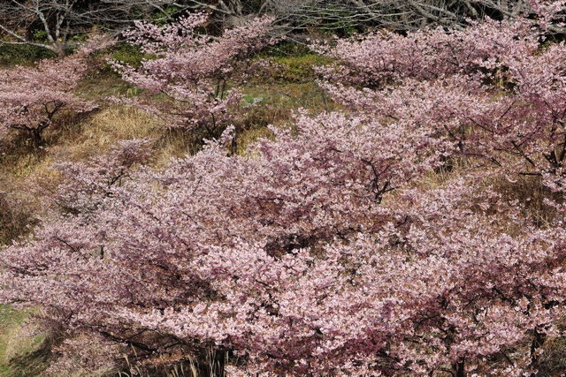 増沢池の北岸の河津桜