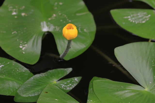 コウホネの花