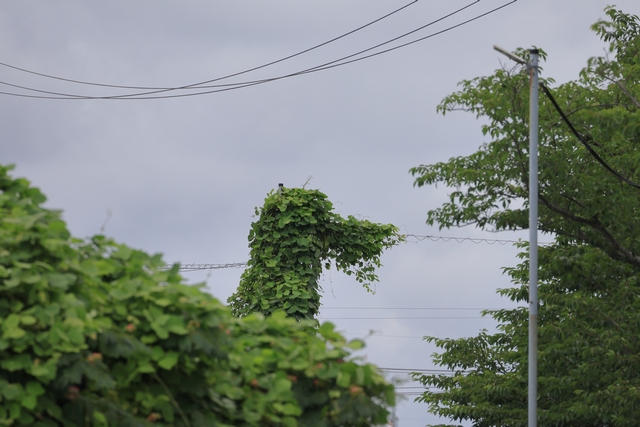 犬の形のつる性植物