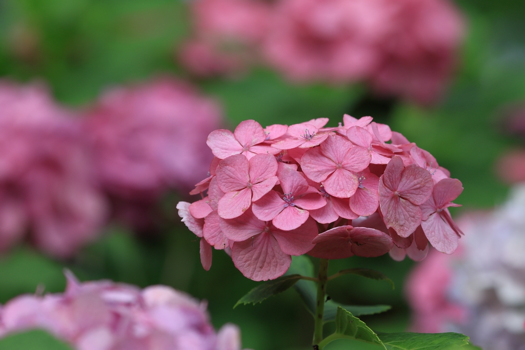 紫陽花