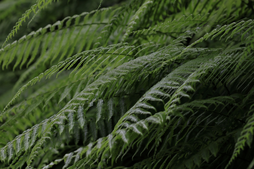 シダ植物