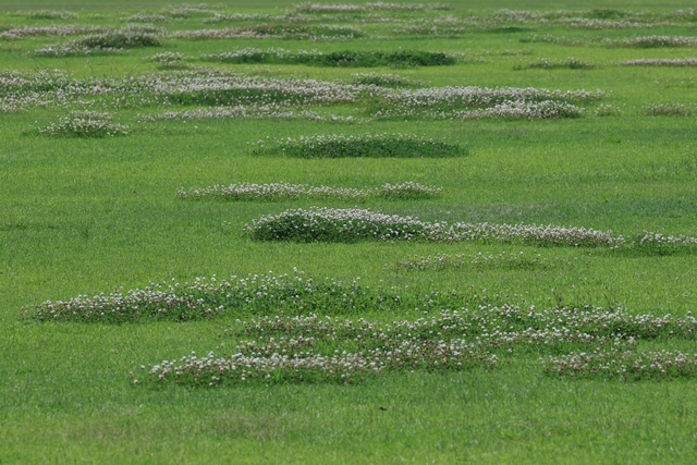 緑地広場