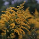 近所の植物（10月中旬）