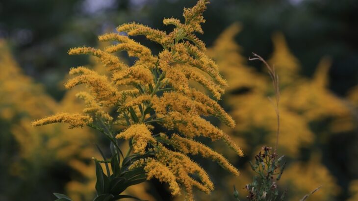 近所の植物（10月中旬）