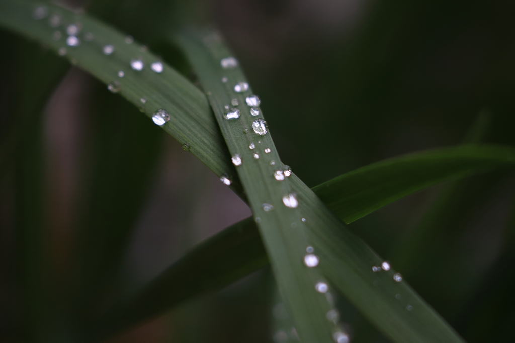 葉っぱの上の水滴