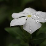 近所の植物（雨）