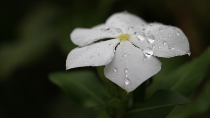 花びらの上の水滴