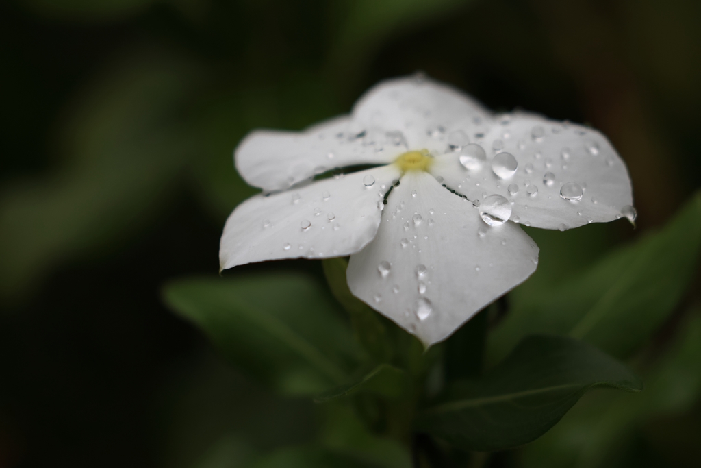 花びらの上の水滴