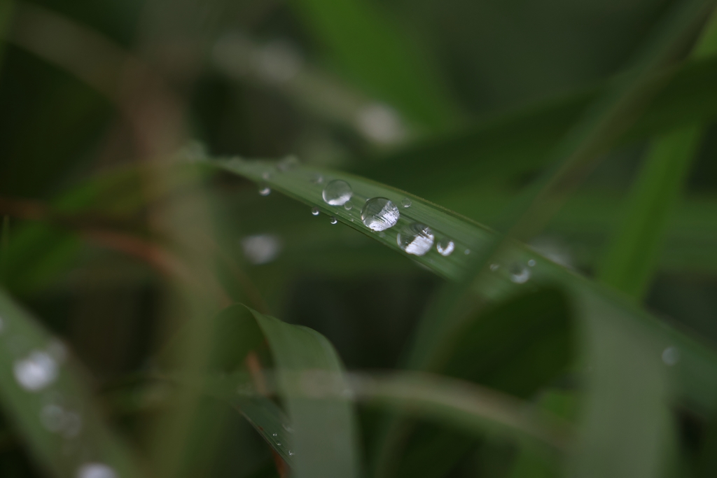 葉っぱの上の水滴