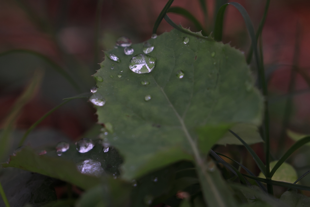 葉っぱの上の水滴