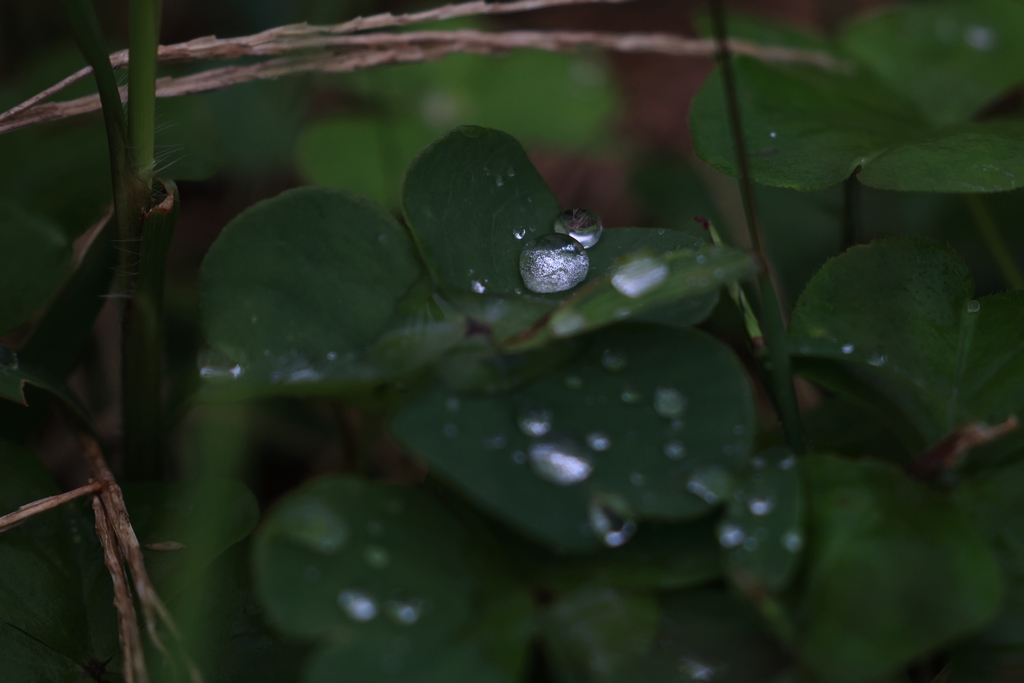 葉っぱの上の水滴