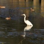 近所の野鳥（12月下旬）