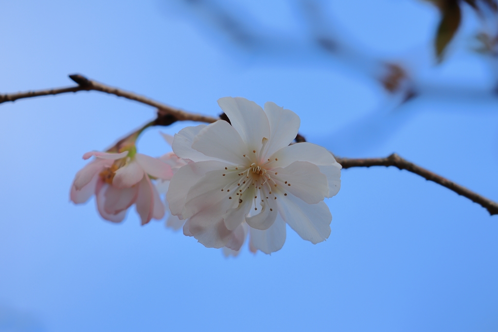 十月桜