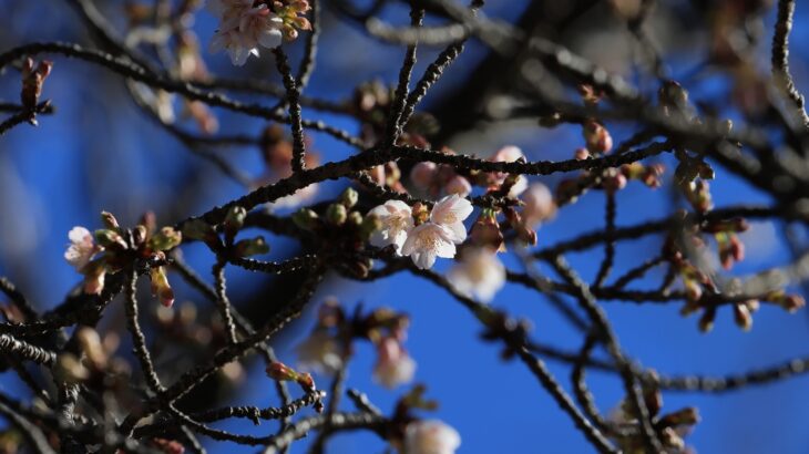 飯田公園（1月下旬）