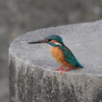 近所の野鳥（4月下旬）