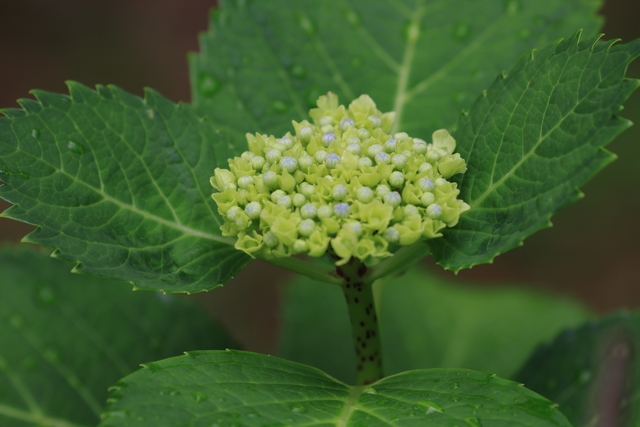 紫陽花