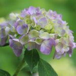 美薗中央公園（5月下旬）