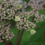 近所の動植物（5月中旬）