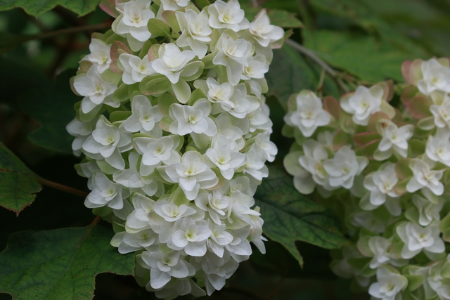 柏葉紫陽花