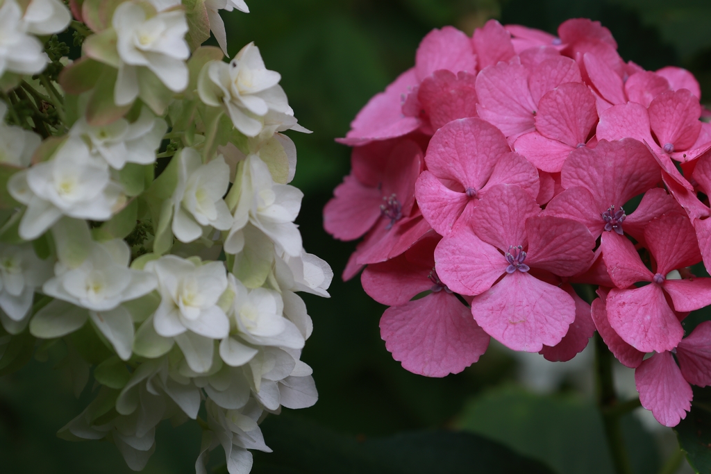 柏葉紫陽花とアジサイ