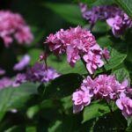 遠州灘海浜公園（風車公園）6月中旬