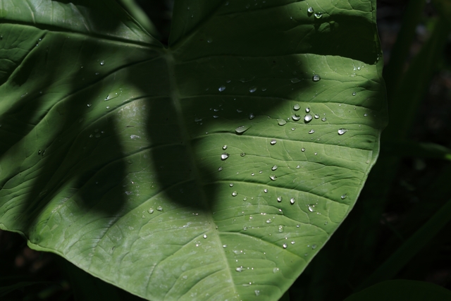 水滴