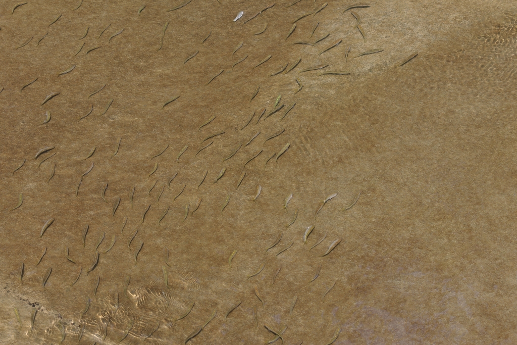 小魚