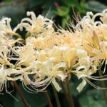 近所の動植物（9月下旬）