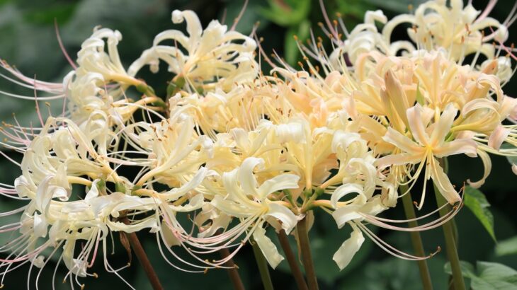 近所の動植物（9月下旬）