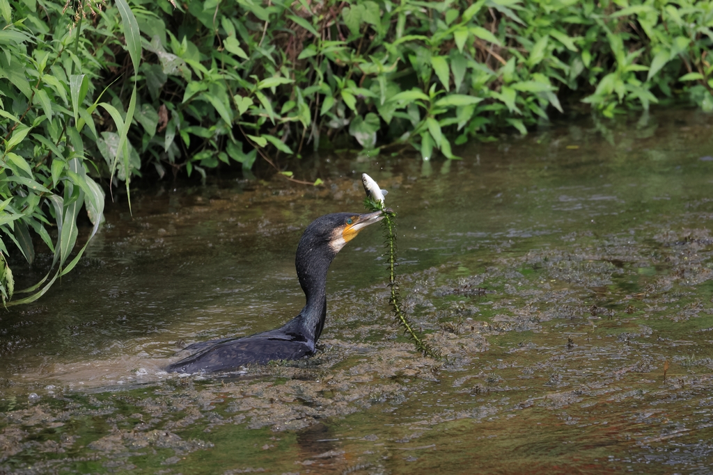 カワウ