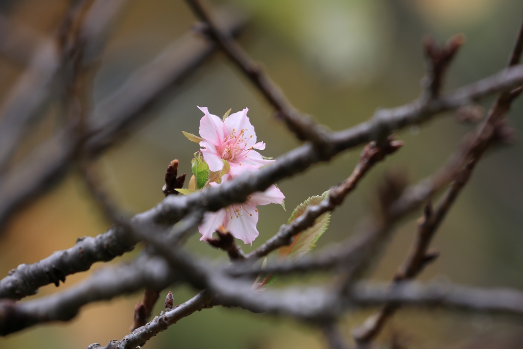 河津桜